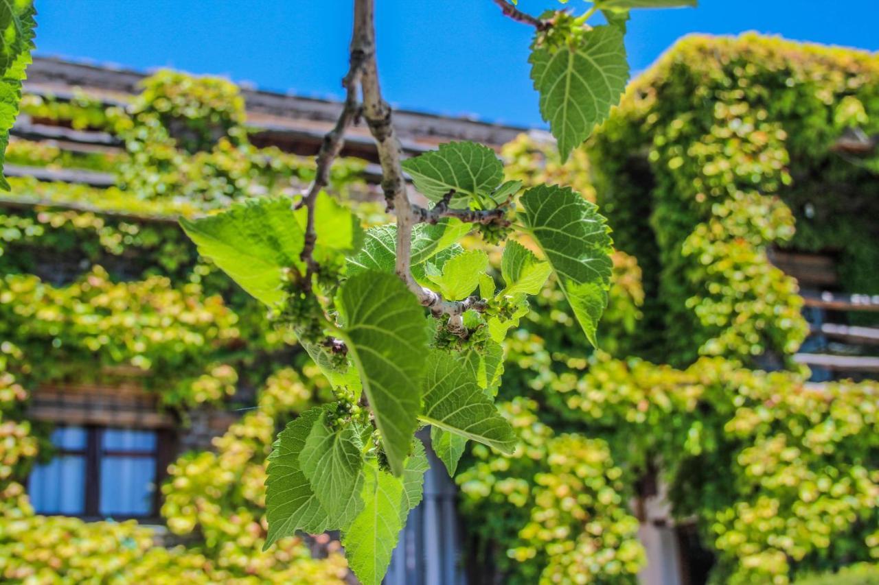 كابيليرا Casa Rural Catifalarga Alpujarra المظهر الخارجي الصورة